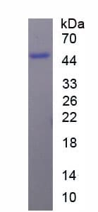 Pig IGHE / IgE Protein (Recombinant His, N-Terminal)
