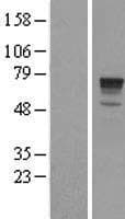 PHACTR1 Protein (Over-Expression Lysate Myc-DDK (Flag))