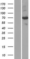 PAPSS 1 Protein (Over-Expression Lysate Myc-DDK (Flag))