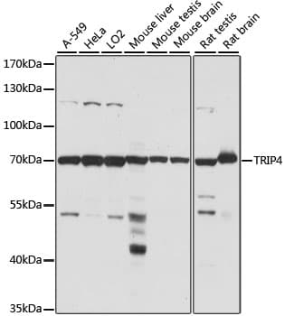 Polyclonal Rabbit anti-Human TRIP4 / ASC-1 Antibody (WB)