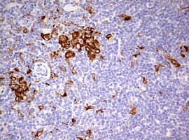 CD68 Antibody (aa22-319, clone OTI4G1)
