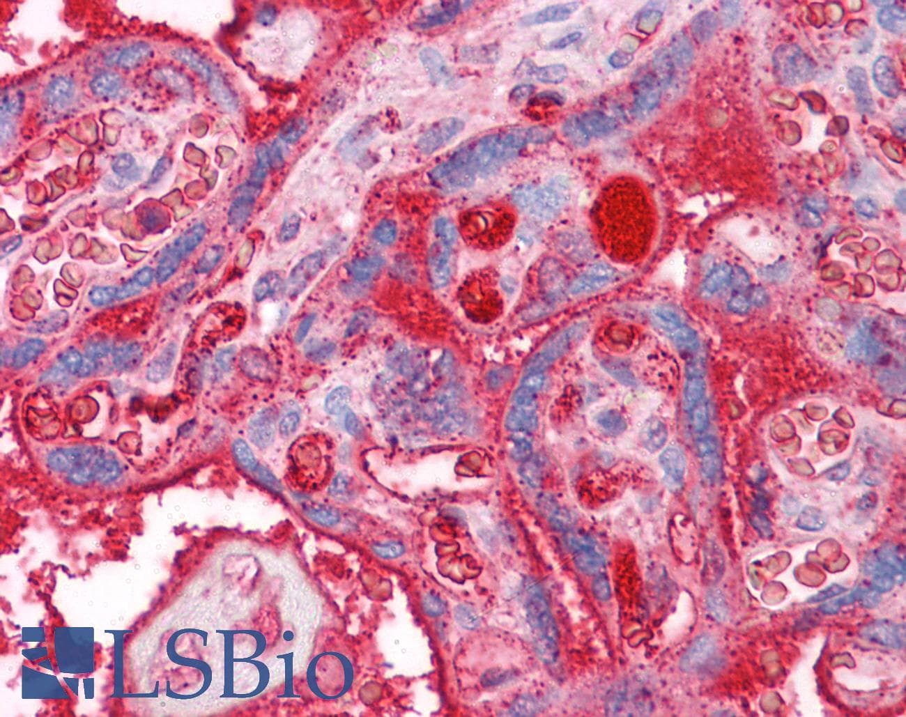 IHC-plus™ Apolipoprotein A-II Antibody (clone 4F3)