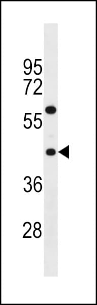 TAS2R3 Antibody (aa287-313)