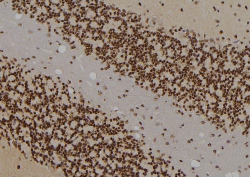Polyclonal Rabbit anti-Human IRF3 Antibody (phospho-Ser385, IHC, IF, WB)