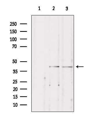 STAC3 Antibody