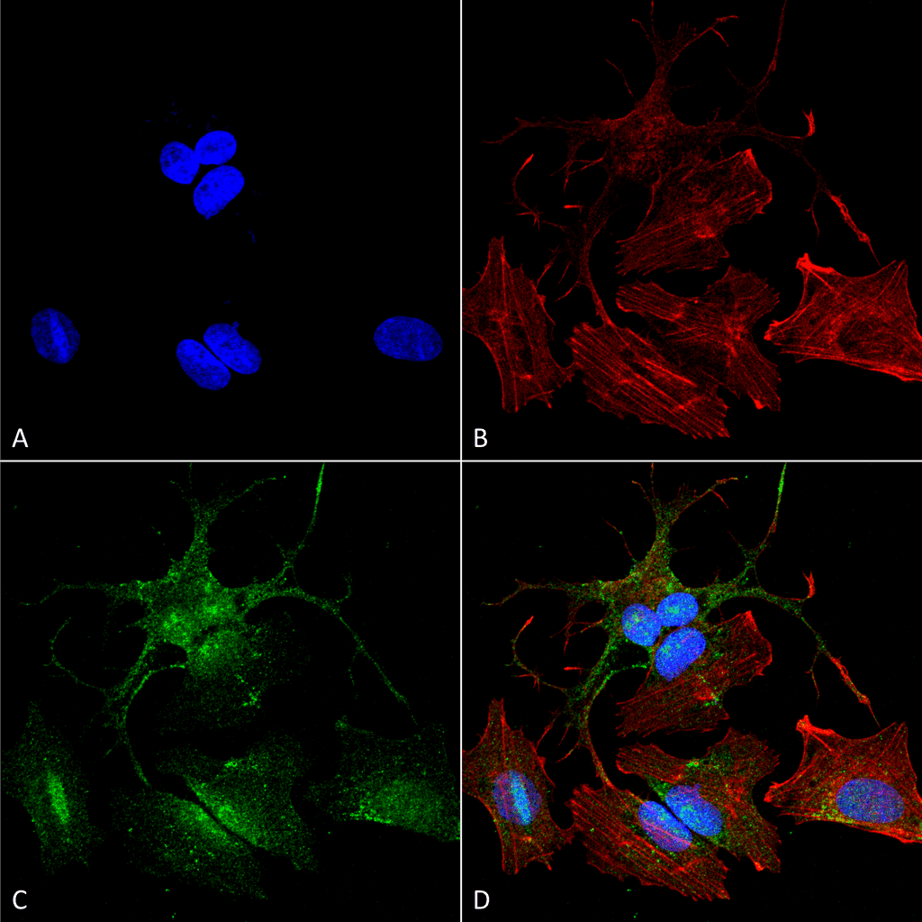 BECN2 Antibody (FITC)