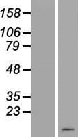 C19orf73 Protein (Over-Expression Lysate Myc-DDK (Flag))
