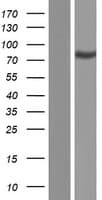 CLASRP Protein (Over-Expression Lysate Myc-DDK (Flag))