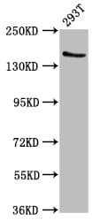 Polyclonal Rabbit anti-Human EPRS / PARS Antibody (IHC, IF, WB)