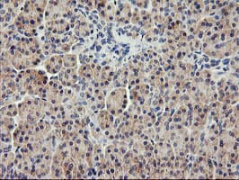 USP10 Antibody (clone OTI2E1)