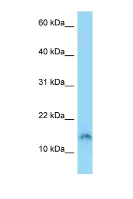 SPACA4 / SAMP14 Antibody (aa39-88)