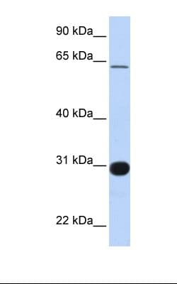 RALGPS1 Antibody (aa326-375)