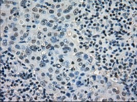 STAT1 Antibody (clone OTI13B10, Carrier-free)