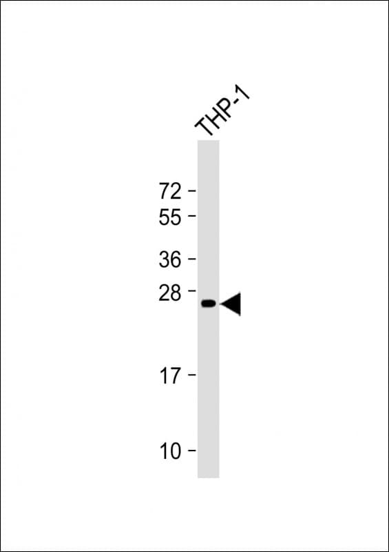 NEUROG3 / NGN3 / Neurogenin 3 Antibody (clone 1800CT113.128.46)