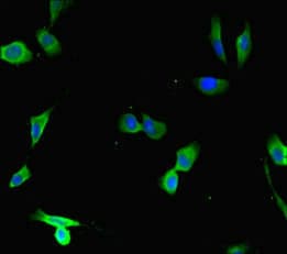 VPRBP Antibody