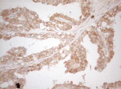 MS4A12 Antibody (clone OTI5F5)