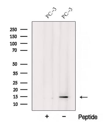 YPEL3 Antibody
