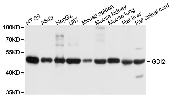GDI2 Antibody