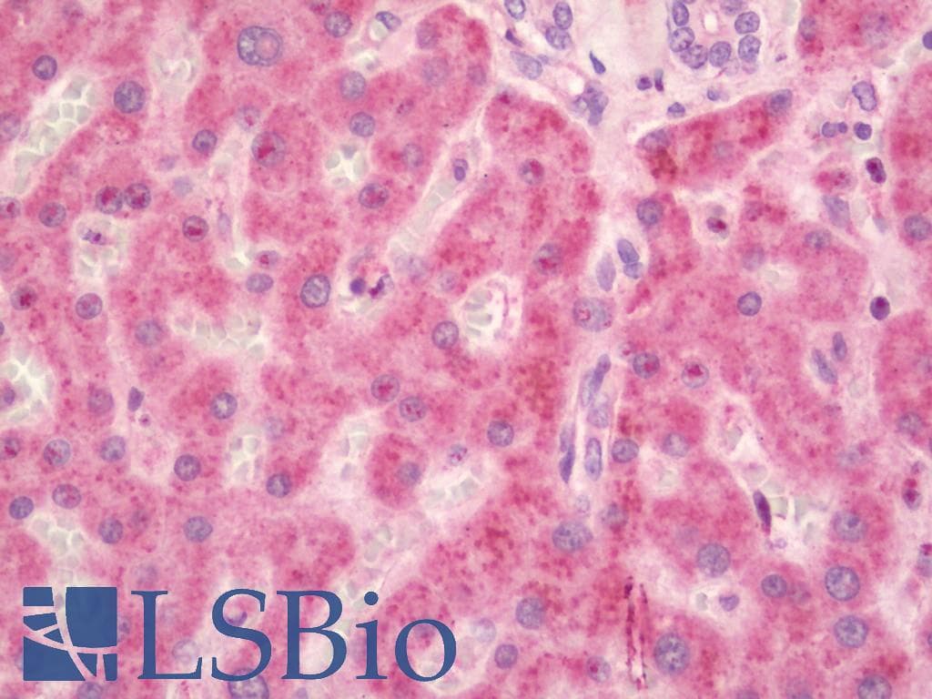 IHC-plus™ PLTP Antibody