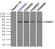 IHC-plus™ KIND2 / FERMT2 Antibody (clone 9E4)