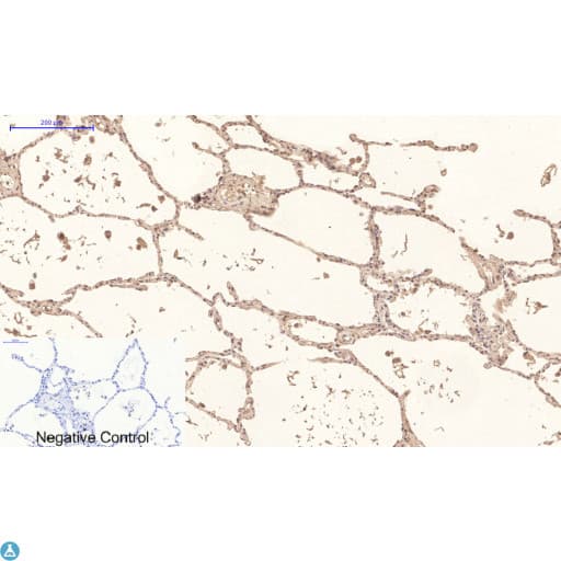Monoclonal Mouse anti-Human Collagen IV Antibody (WB)