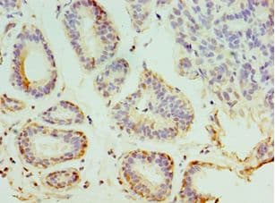 SYTL4 / Granuphilin Antibody (aa50-280)