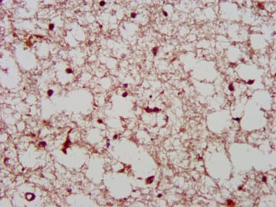 NSPC1 / PCGF1 Antibody