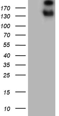 SPAG5 / MAP126 Antibody (aa1-297, clone OTI5B2, Carrier-free)