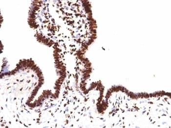Histone H1 Antibody (clone HH1/957, Ready-to-Use)