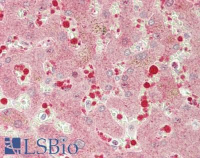 IHC-plus™ S1PR4 / SIP4 / EDG6 Antibody