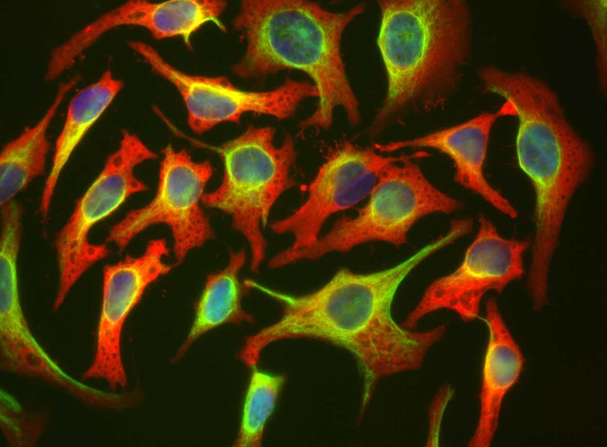 Monoclonal Mouse anti-Human HSBP1 Antibody (clone 6H11, IF, WB)
