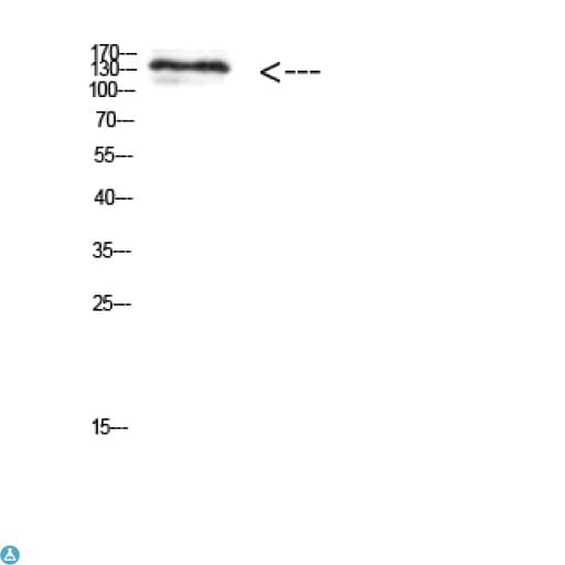 Polyclonal Rabbit anti-Human MIB1 Antibody (WB)