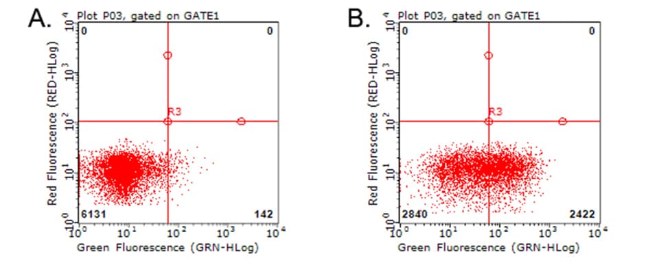 HAVCR2 / TIM-3 Antibody (clone OTI1B10)