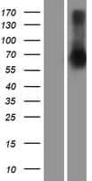 SETDB2 Protein (Over-Expression Lysate Myc-DDK (Flag))