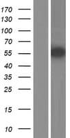 ZBTB32 / TZFP Protein (Over-Expression Lysate Myc-DDK (Flag))