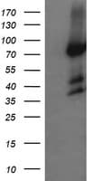HCFC2 Antibody (clone OTI5H9)