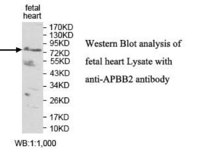FE65L1 / APBB2 Antibody (aa519-731)