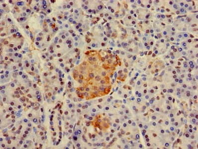 H2AFJ Antibody