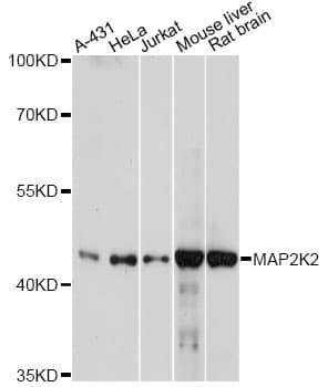 MAP2K2 / MKK2 / MEK2 Antibody