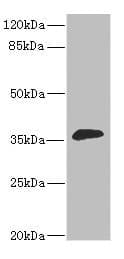 HUM2DD / DHDH Antibody