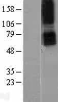 Human PTHR / PTHR1 Protein (Over-Expression Lysate Myc-DDK (Flag))