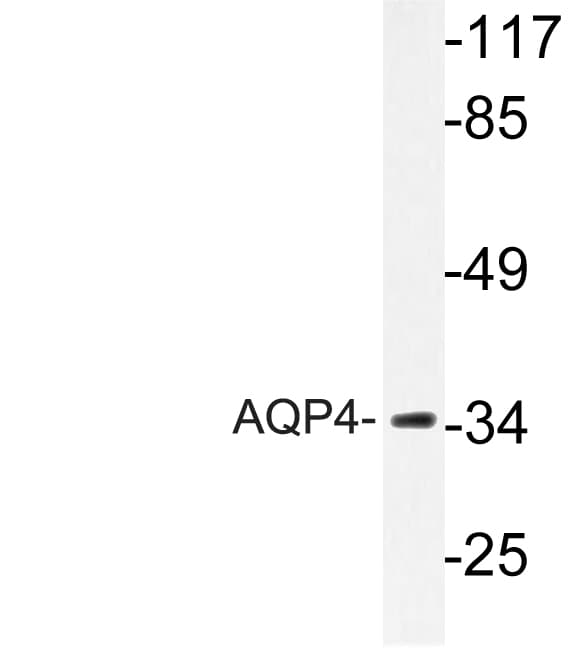 AQP4 / Aquaporin 4 Antibody (Pro253)