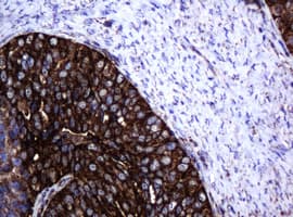 HSPD1 / HSP60 Antibody (clone OTI4E4, Carrier-free)
