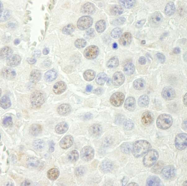 RTF1 Antibody (C-Terminus)