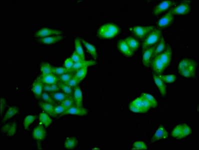 ZNF703 Antibody