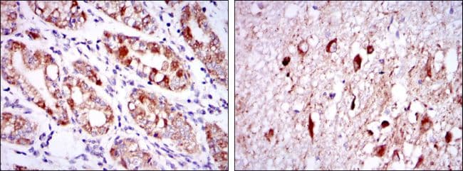 OTX2 Antibody (clone 1H12G8B2)