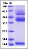 Mouse TGFB1 / TGF Beta 1 Protein (Recombinant His,C-terminus)