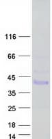 Human PRR32 / CXorf64 Protein (Recombinant Myc-DDK (Flag))