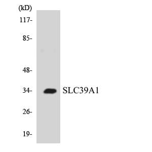 SLC39A1 Antibody (aa97-146)