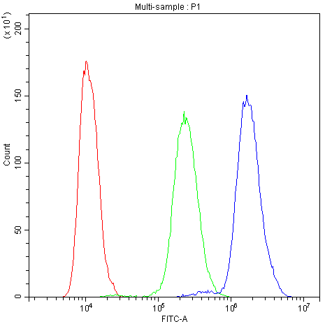 NFAT4 / NFATC3 Antibody